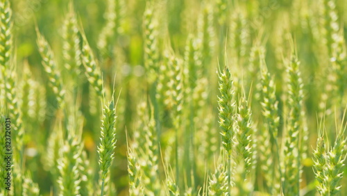 Ripe cereal harvest. Beautiful nature, rural scenery. Rural scenery under shining sunlight. Close up.