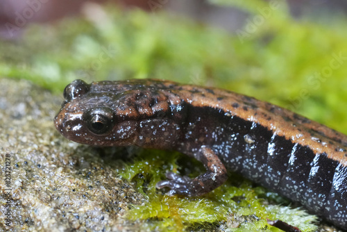 Closeup on a Western Red-backed , Plethodon vehiculum, Oregon , Pacific West coat