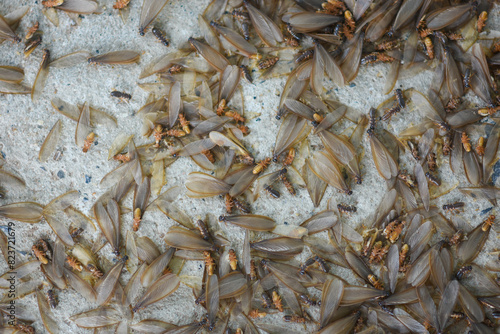 Lots of winged insects, termites, alates on the ground.