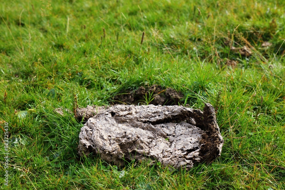 Obraz premium Cow dropping in the grass