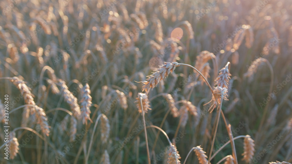 Fototapeta premium Field of ripe golden wheat. Cultivation spikelets for bread production. Concept of agriculture, fertility, cultivation of land. Wide shot.