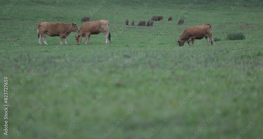 Young hog herd with cows in meadow eating fresh green grass at dusk Young hog herd with cows in meadow eating fresh green grass at dusk
