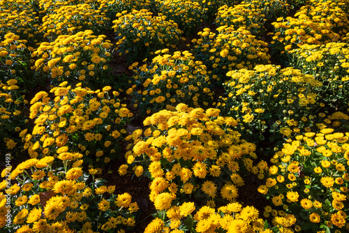 Field of yellow daisies florist's Chrysanthemum grown in flower show - floral nature background
