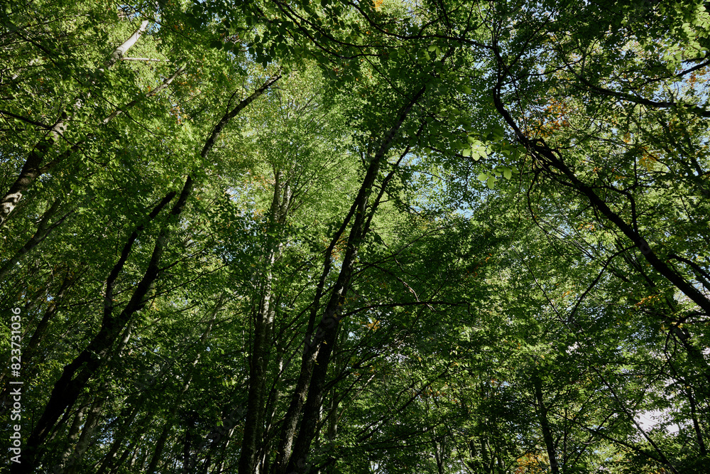 Tranquil Forest Canopy A Serene View of Trees Under a Clear Blue Sky in Nature's Beauty Tranquil Forest Canopy A Serene View of Trees Under a Clear Blue Sky in Nature's Beauty
