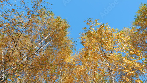 Foliage of autumn trees. Sun shining through colorful foliage treetops on beautiful sunny day. Low angle view.