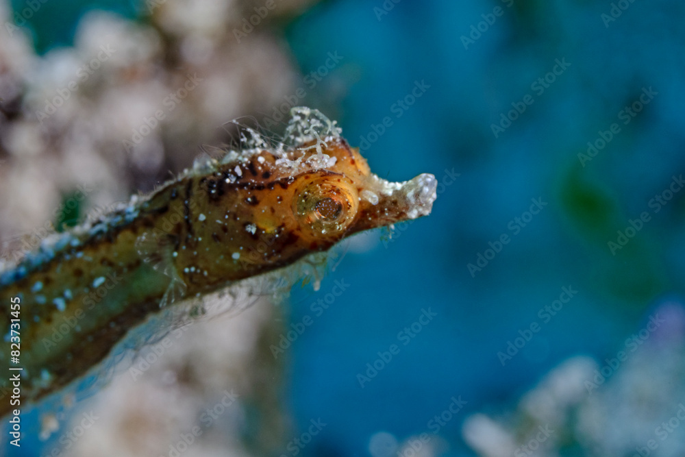Zwerg-Nadelpferdchen, Pygmy Pipehorse (Acentronura breviperula) Zwerg-Nadelpferdchen, Pygmy Pipehorse (Acentronura breviperula)