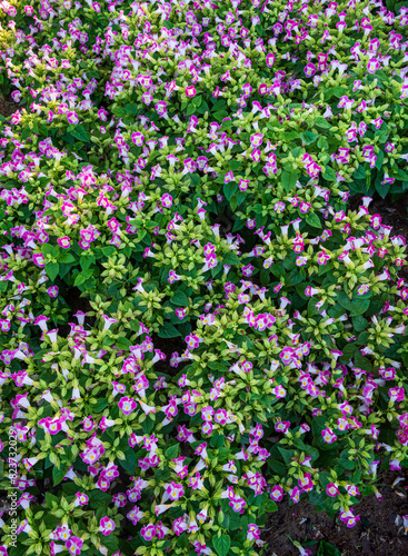 Pink Torenia fournieri, Wishbone, Bluewings bushes blooming in field grown in flower show - floral nature background