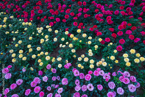 Red Yellow Pink roses bushes mixed in field grown in flower show - floral nature background
