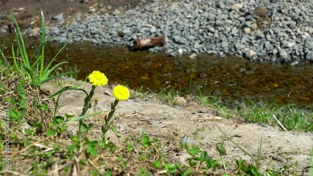 Two coltsfoot flowers on bank of small stream in spring Two coltsfoot flowers on bank of small stream in spring