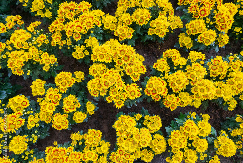 Small bushy yellow flowers of Chrysanthemum indicum hybrids grown in flower show - floral nature background