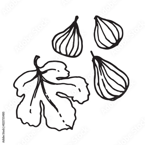 Fig fruits and leaf hand drawn vector illustration on isolated white background