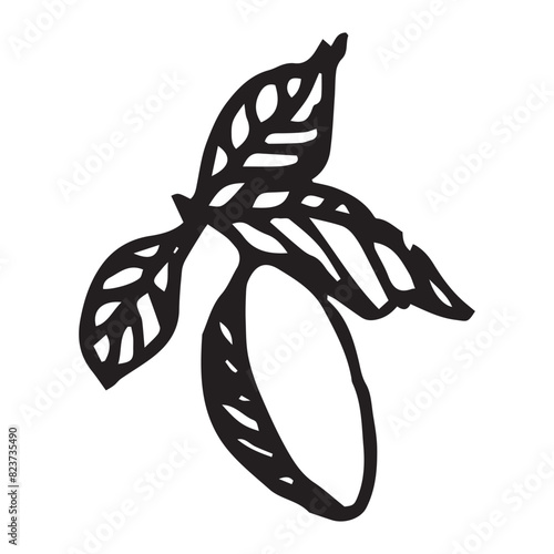 Plum fruit hand drawn vector illustration on isolated white