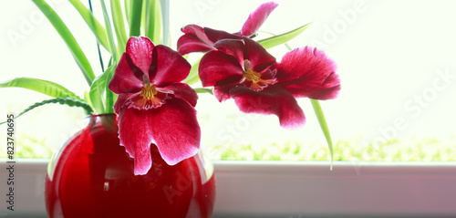 Bright red blooming orchid flowers in a pot.