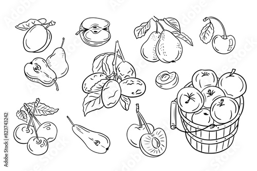 Ordinary fruits from mild climate. Set of black doodles drawings. Vector monochrome sketchy illustrations of sweet fruits on white background. Ideal for coloring pages  tattoo  pattern