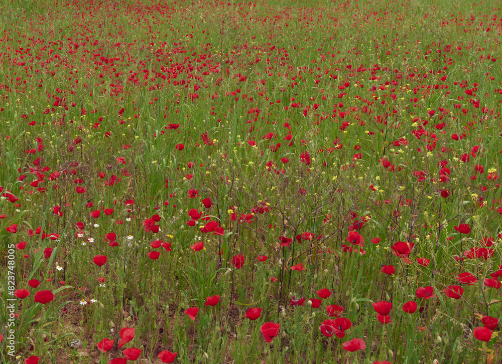 Poppies. Poppy field in Navarra