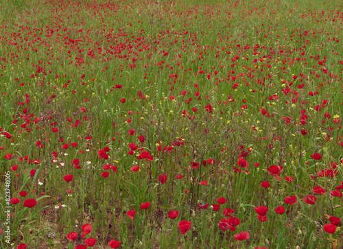 Poppies. Poppy field in Navarra