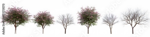 Isolated 3D illustration featuring a Chilopsis linearis tree photo