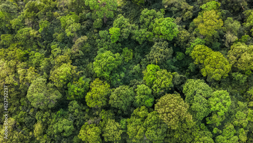 Aerial View of Dense Green Summer Forest in Africa