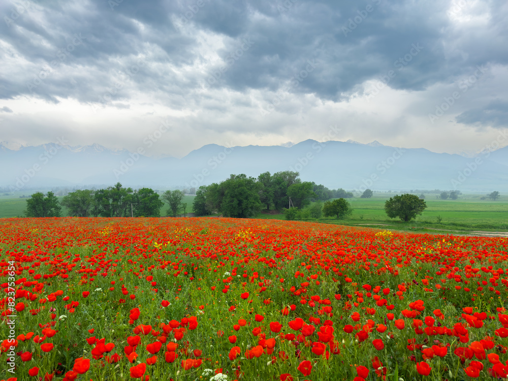 Poppy field in the mountains against a dramatic sky. Kyrgyzstan. Natural landscape Poppy field in the mountains against a dramatic sky. Kyrgyzstan. Natural landscape
