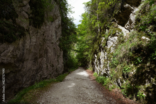 path in the forest