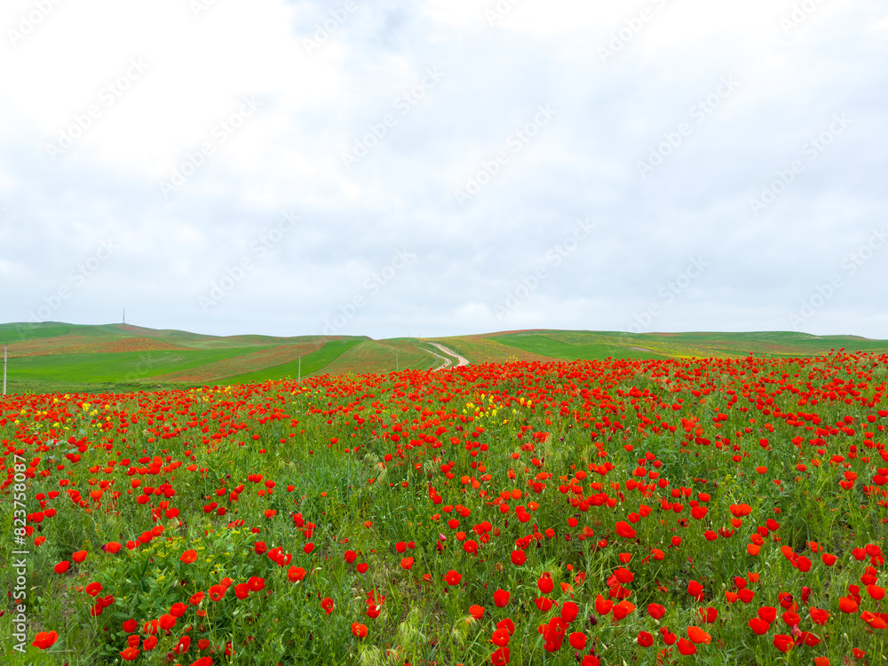 Poppy field in the mountains against a dramatic sky. Kyrgyzstan. Natural landscape Poppy field in the mountains against a dramatic sky. Kyrgyzstan. Natural landscape