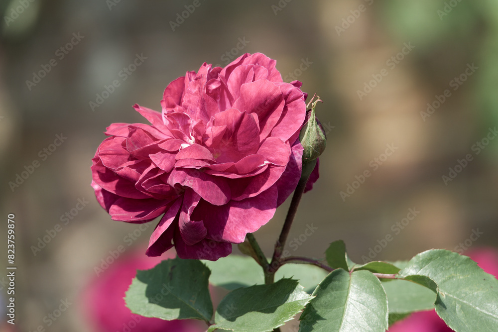 close up of a pink rose a symbol of admiration happiness and love close up of a pink rose a symbol of admiration happiness and love