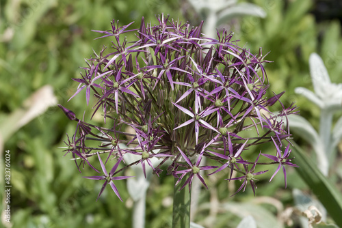 beautiful purple flowers of black garlic allium nigrum photo