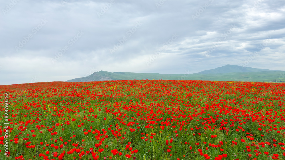 Beautiful flowers of red poppies in the mountains. Spring landscape Beautiful flowers of red poppies in the mountains. Spring landscape