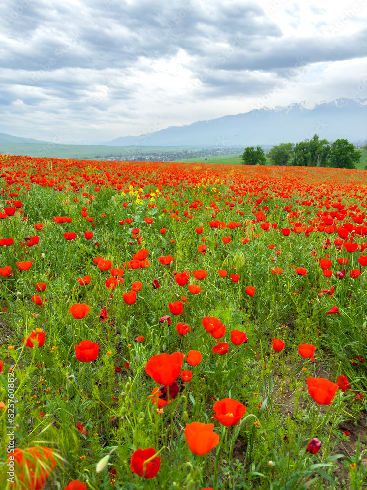 Beautiful flowers of red poppies in the mountains. Spring landscape Beautiful flowers of red poppies in the mountains. Spring landscape