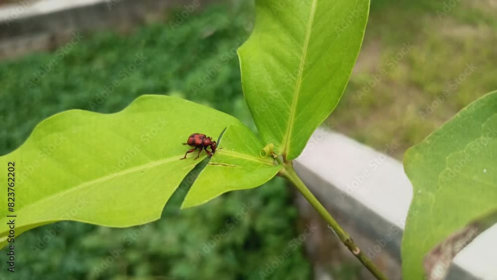 Attelabidae or leaf-rolling weevil is cutting leaves to make it's nest Attelabidae or leaf-rolling weevil is cutting leaves to make it's nest