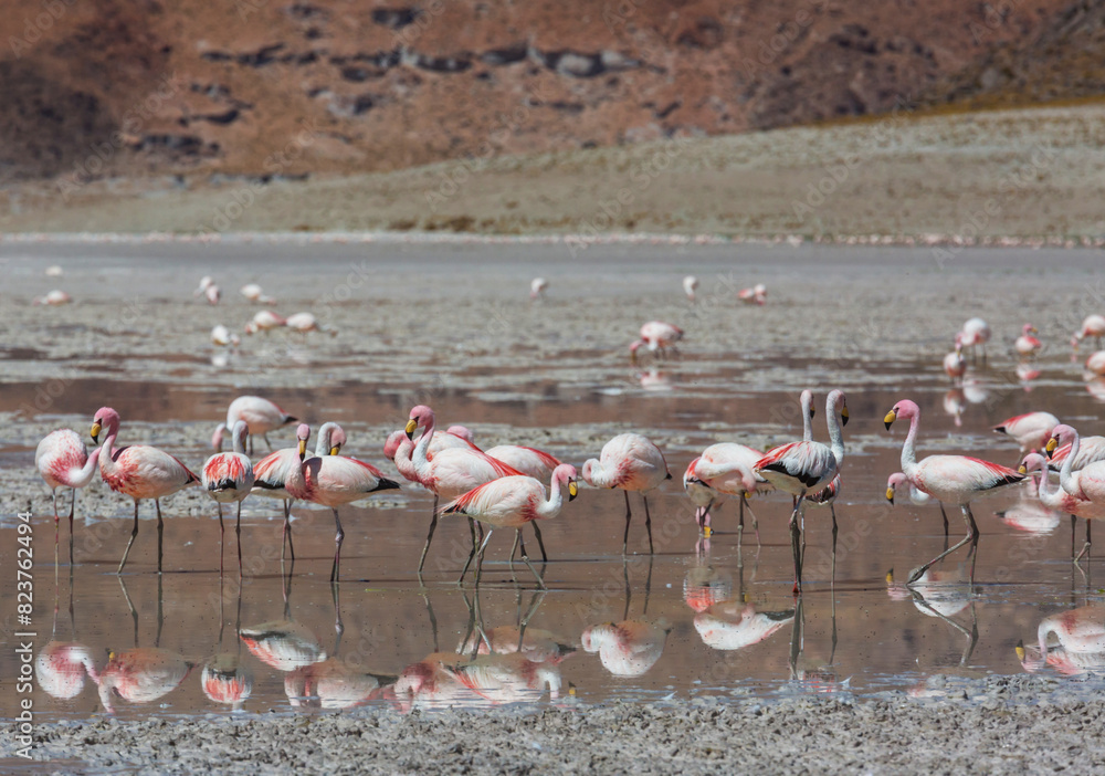 Naklejka premium Flamingo in Bolivia
