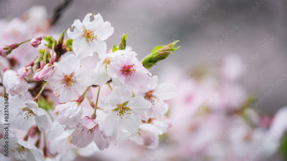 Pink spring cherry blossom with raindrops with copy space for text Pink spring cherry blossom with raindrops with copy space for text