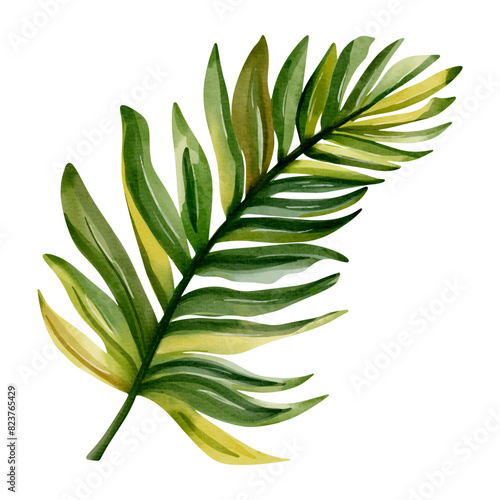 Watercolor tropical leaf. Exotic foliage. Floral illustration. Watercolor jungle