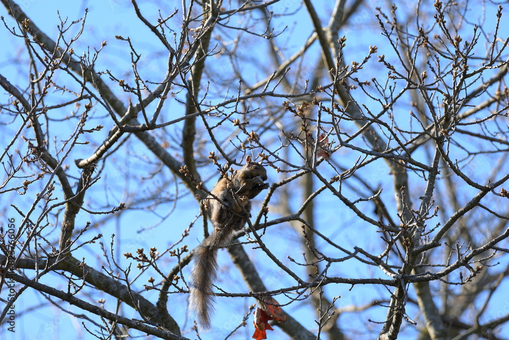 squirrel on a branch squirrel on a branch