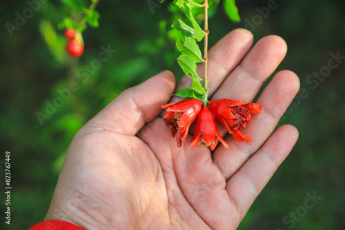 Farmer hand hold flower of pomegranate in organic farm for checking