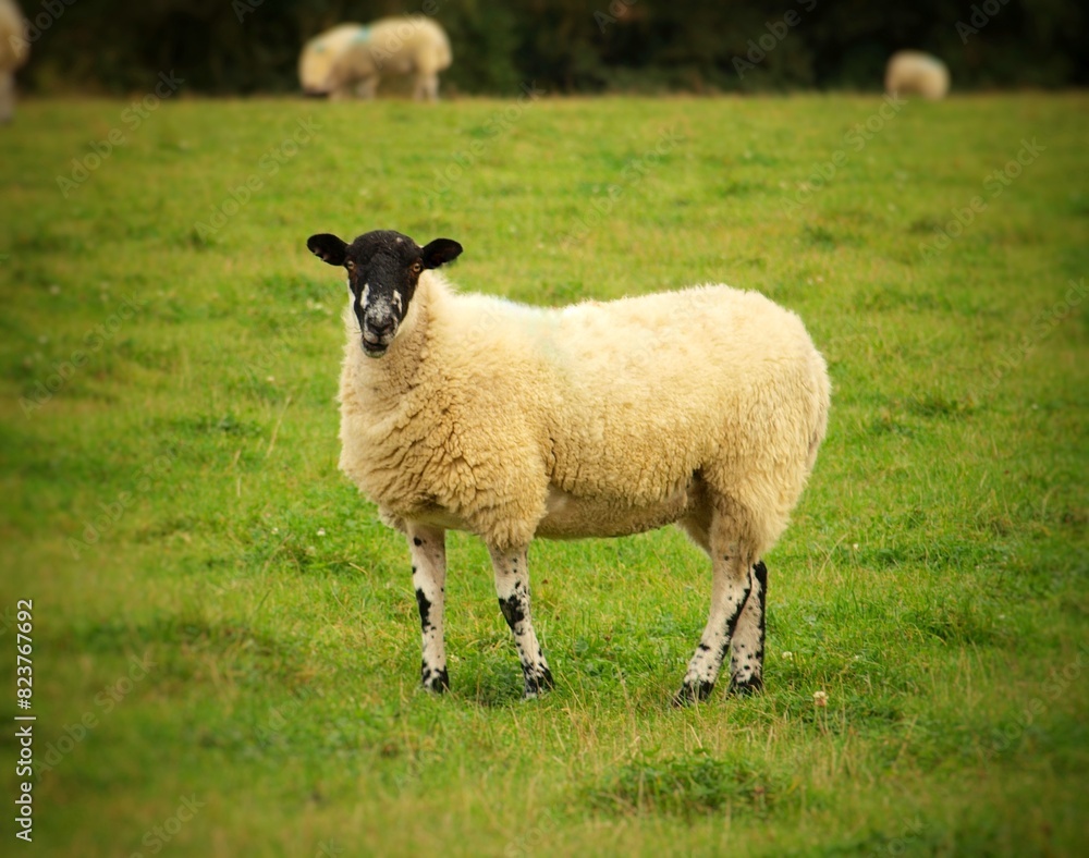 Obraz premium sheep and lamb