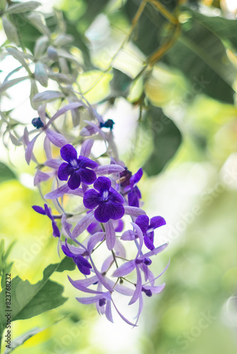 Petrea Volubilis (Queen's Wreath) in Bloom Vibrant Purple Flowers in a Lush Green Garden