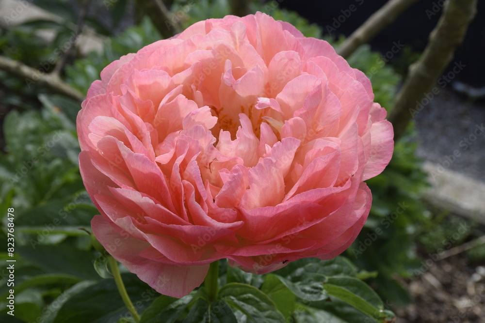 Pfingstrosenblüte Pfingstrosenblüte