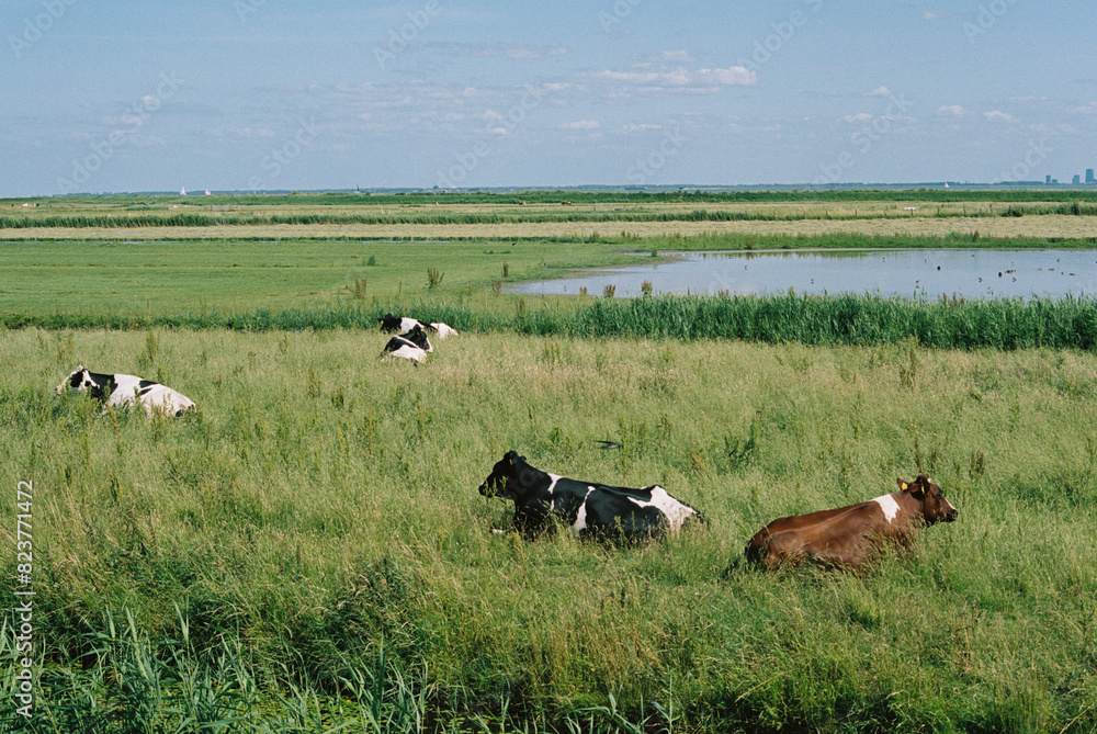 Serenity in the pasture: Cows grazing on dutch green fields Serenity in the pasture: Cows grazing on dutch green fields