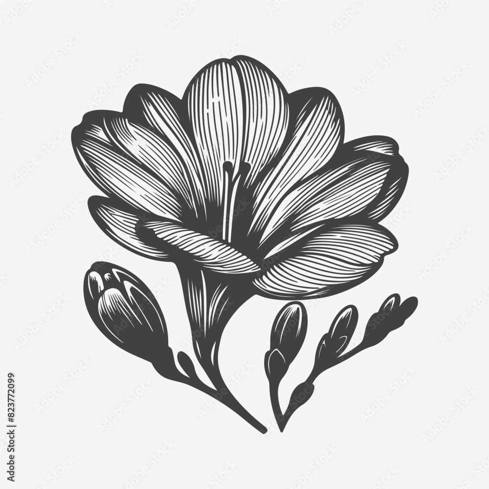 絵画 freesia  sizeF3 絵画 freesia sizeF3 Freesia Watercolor Clipart – 19 Floral