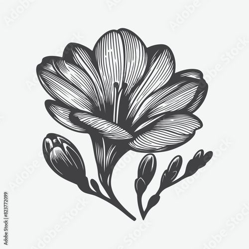 Freesia Sketch