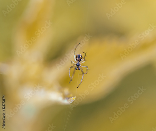 Mangora acalypha is a species of spider in the family Araneidae. spider in macro (Mangora acalypha). Cricket-bat Orb-weaver Spider (Mangora acalypha).
