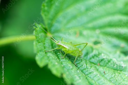 The speckled bush-cricket (leptophyes punctatissima) is a flightless species of bush-cricket belonging to the family Tettigoniidae.