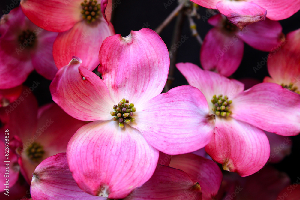 Pink Flower Dogwood 01 Pink Flower Dogwood 01