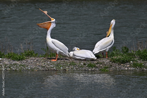 pelicans on the water