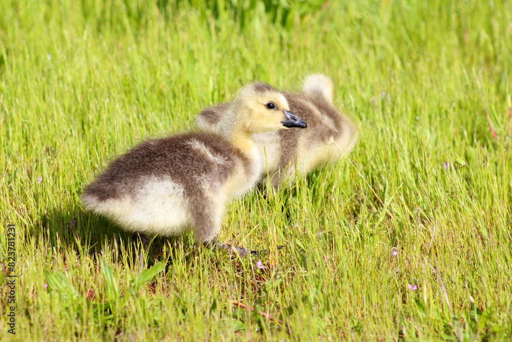 Canada Gosling Pair 03
