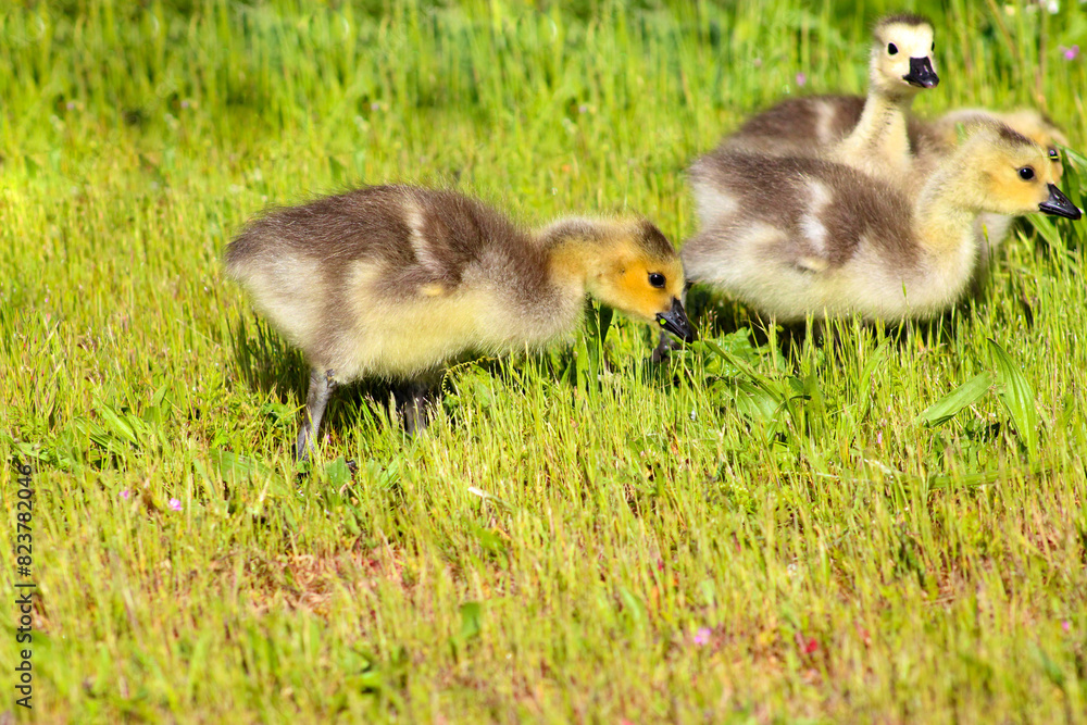 Canada Gosling Bunch 02 Canada Gosling Bunch 02