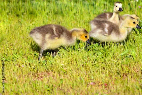 Canada Gosling Bunch 02