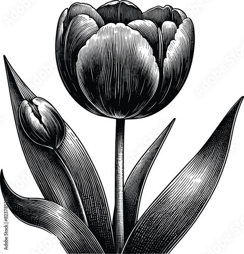 hand drawn engraving sketch of a tulip flower