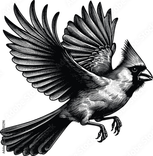 Northern cardinal bird in flight engraving vector.